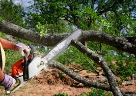 Best Tree and Shrub Care  in Ponderosa Pine, NM