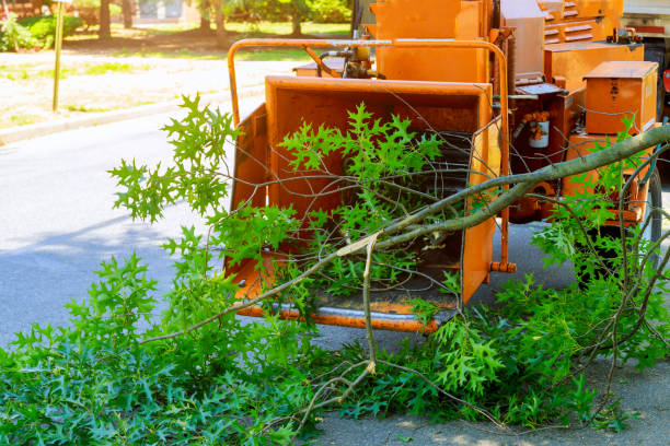 Best Lawn Watering Services  in Ponderosa Pine, NM