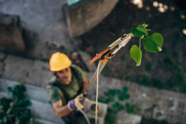 Best Leaf Removal  in Ponderosa Pine, NM