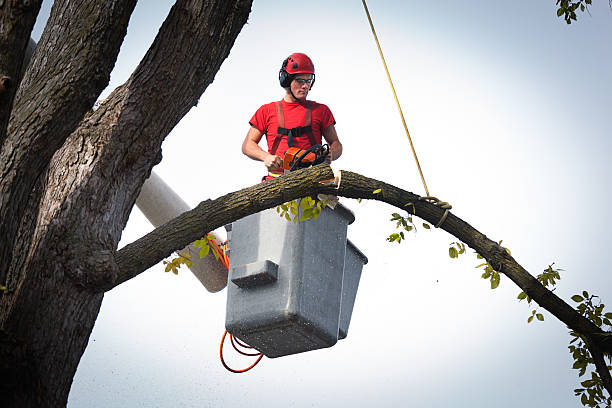 Best Commercial Tree Services  in Ponderosa Pine, NM